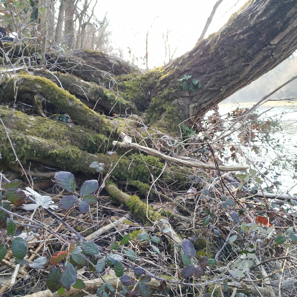 La végétation des bordures des cours d'eau a plusieurs rôles d'importance, notamment pour adoucir l'érosion des berges. Cet arbre (ici vu de l'aval) qui oppose un barrage de racines aux eaux de crues doit être remercié des services qu'il rend et certainement pas abattu.