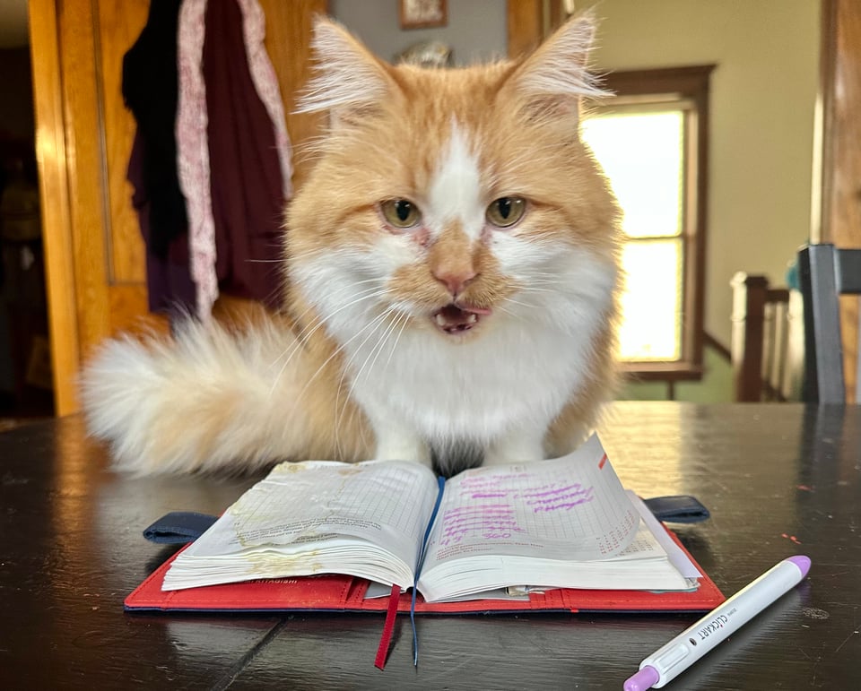 A fluffy orange and white ASSHOLE posing with his latest crime, my ruined hobonichi techo