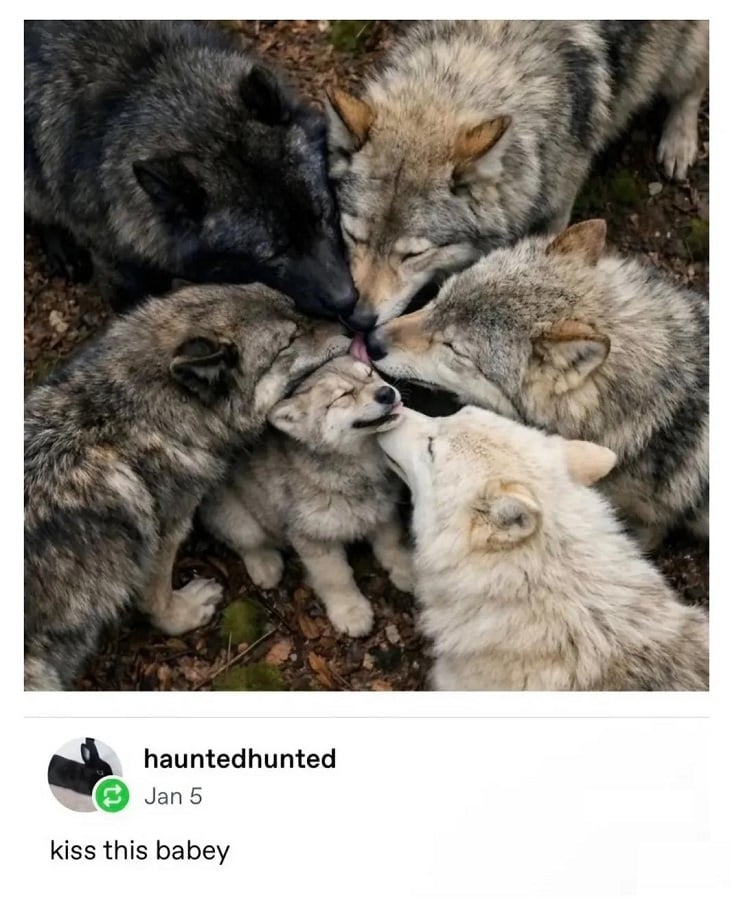 A photo of five wolves surrounding a wolf cub all sniffing and licking it.

Text beneath from hauntedhunted (tumblr) reads: kiss this babey