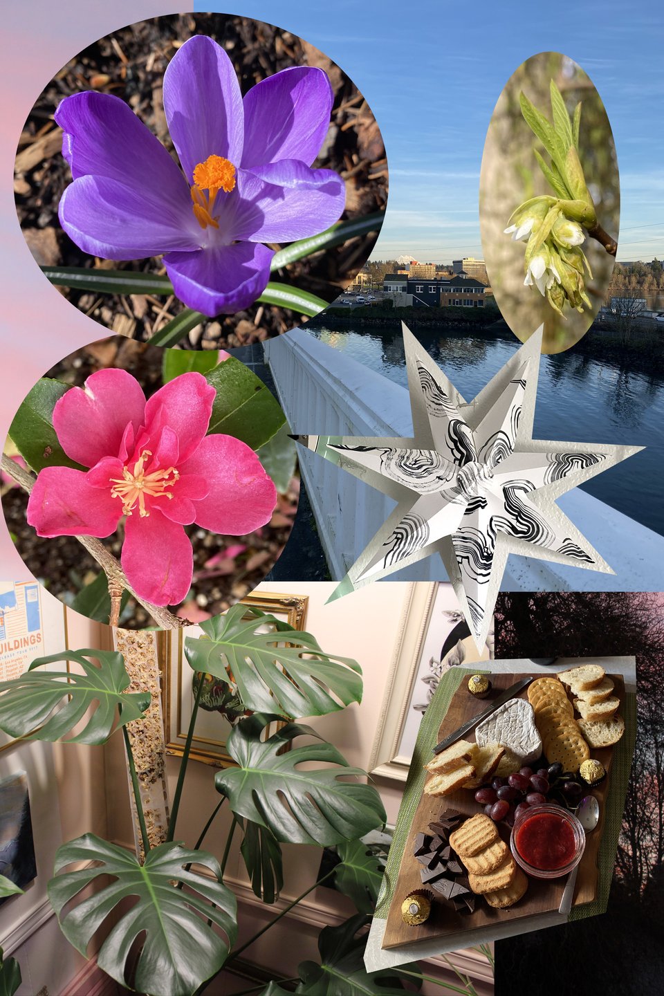 some photos from february: crocus, camellia, oso berry, monstera, a star clover made me & a charcuterie board kyle put together.