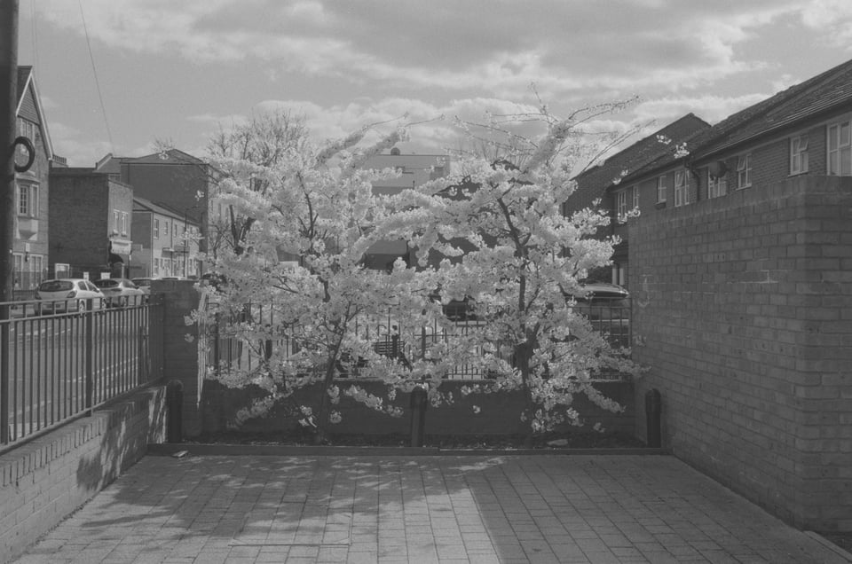 a black and white photo of a tree