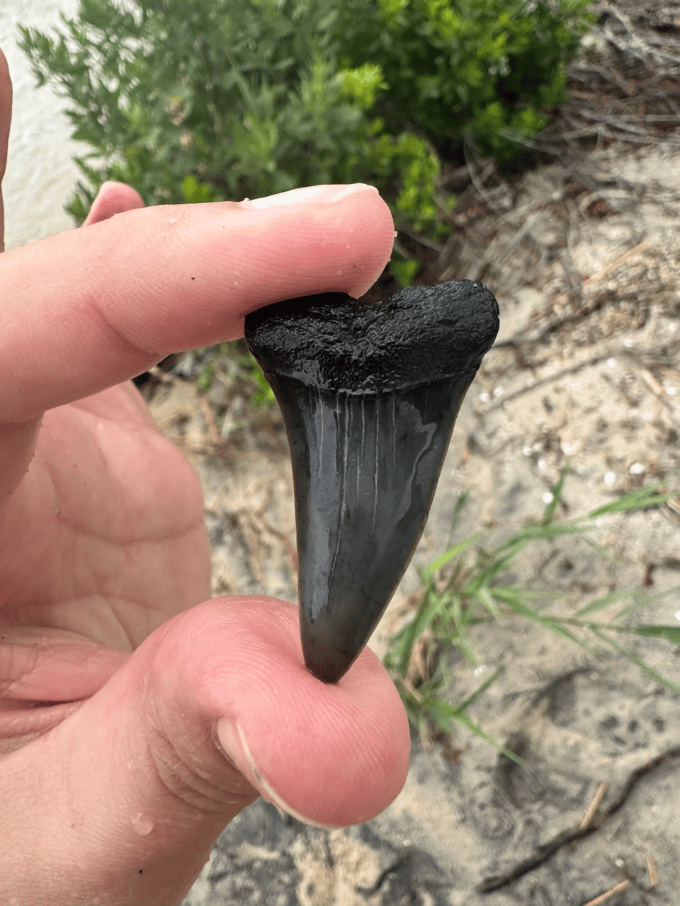 Riley holding a large, fossil great white tooth with smooth sides.