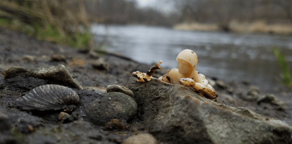 A cream-colored plastic army man, in the lying down position, on a rock that appears to be on a riverbank. There is a shell and some other rocks prominent in the foreground, some grass and water blurry in the background. The soldier has dirty arms, which shows up in prominent contrast against the paler color of the toy.