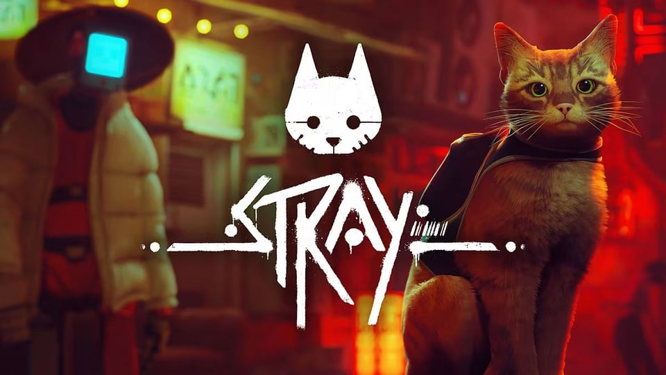 stray.jpeg