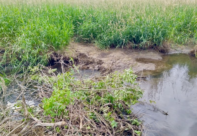 After: … Alas, the dam didn’t hold. We’re not sure where the beavers went, but with recent heavy rains, they have many more choices this year. With the dam down, more water is flowing out of the pond. Not good. / Photo by Jake Gaster