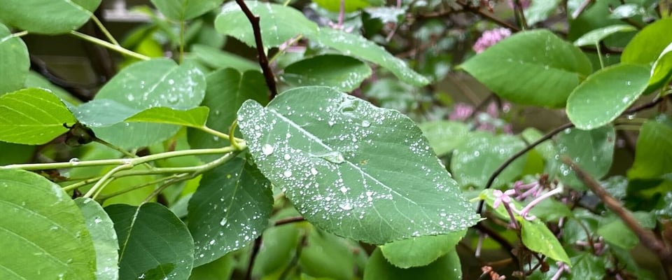 A sprinkle of rain like stardust on a lilac leaf with some rosy lilac flowers in the background