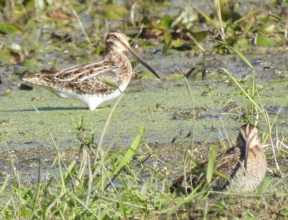 Look at that bill! And those eyes! It’s a snipe! Two snipes! / Photo by Janet Malotky