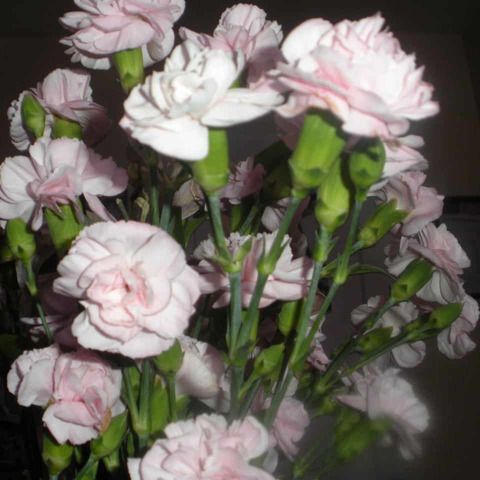 Pink carnations against a stark backdrop. Photo by my kid.