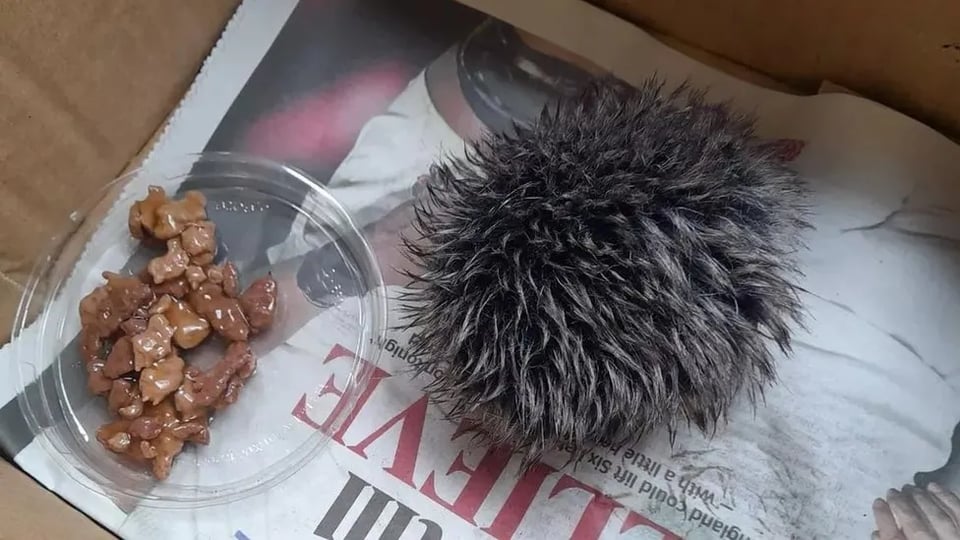 A pompom resembling a hedgehog