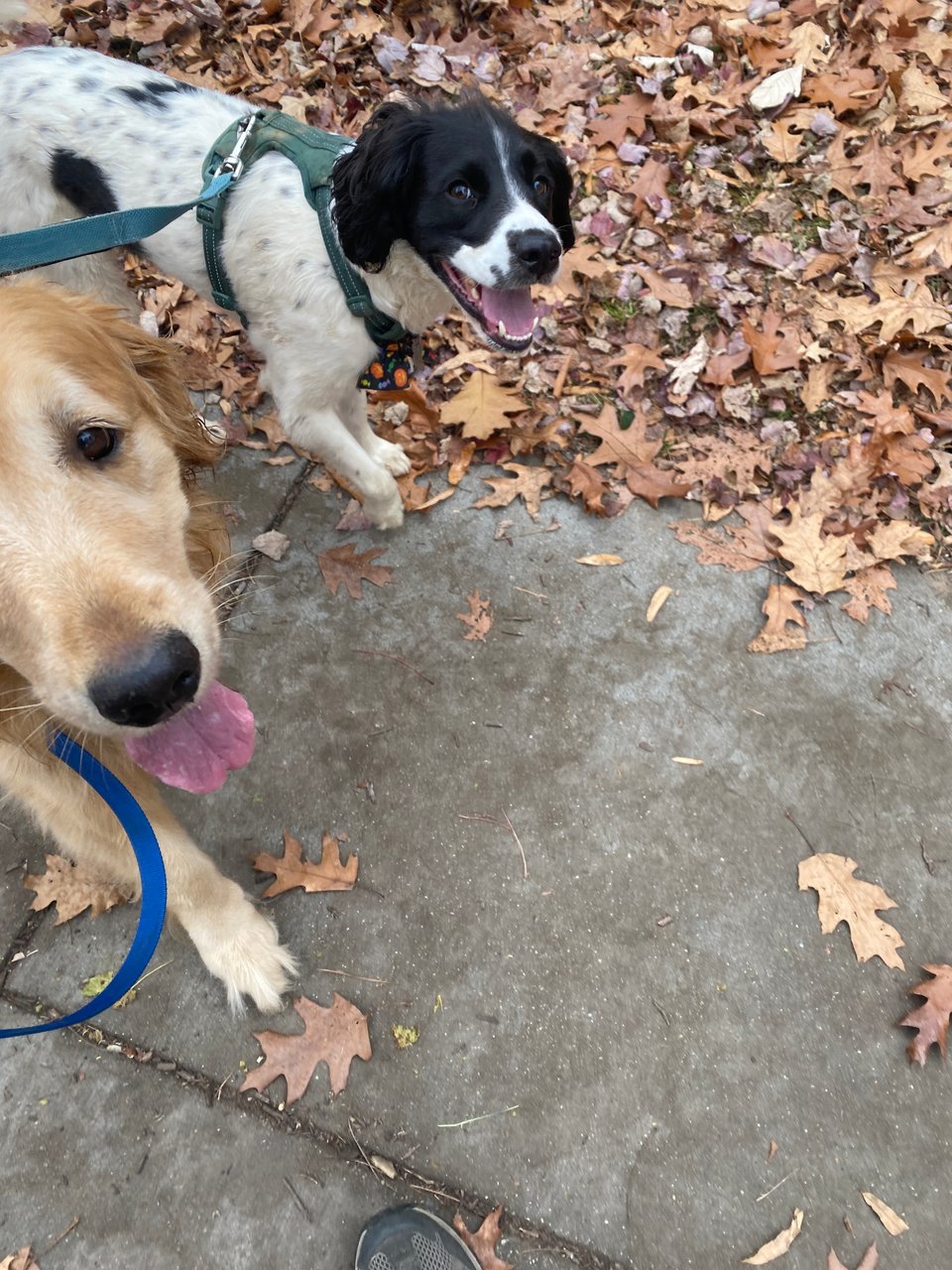 A golden retriever and a border collie mix looking up at the camera, outside with fall leaves