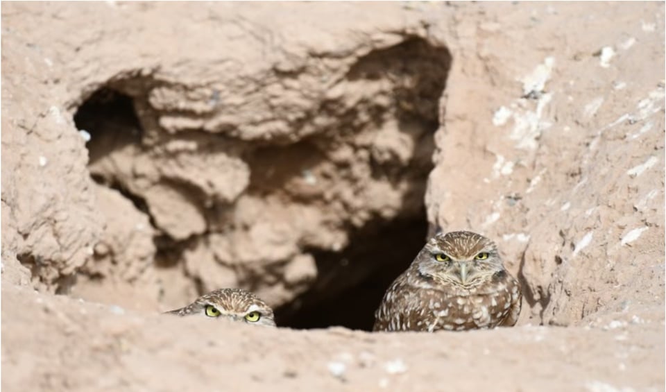 two burrowing owls peaking out of a hole in the soil