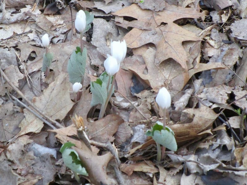 Coming soon to the woods near you: Bloodroot (Sanguinaria canadensis) is one of spring’s earliest ephemerals, sometimes emerging when there’s still snow on the ground. Its name comes from the red sap that oozes from broken stems or leaves. / Photo by Pamela Miller