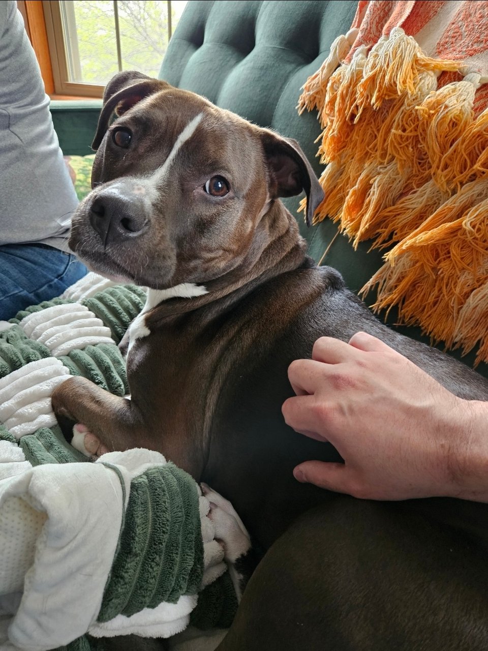 A sweet baby girl on the couch as she is getting scratches from her dad.