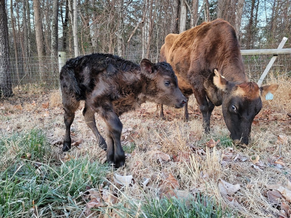 Farm Update: Graze On!
