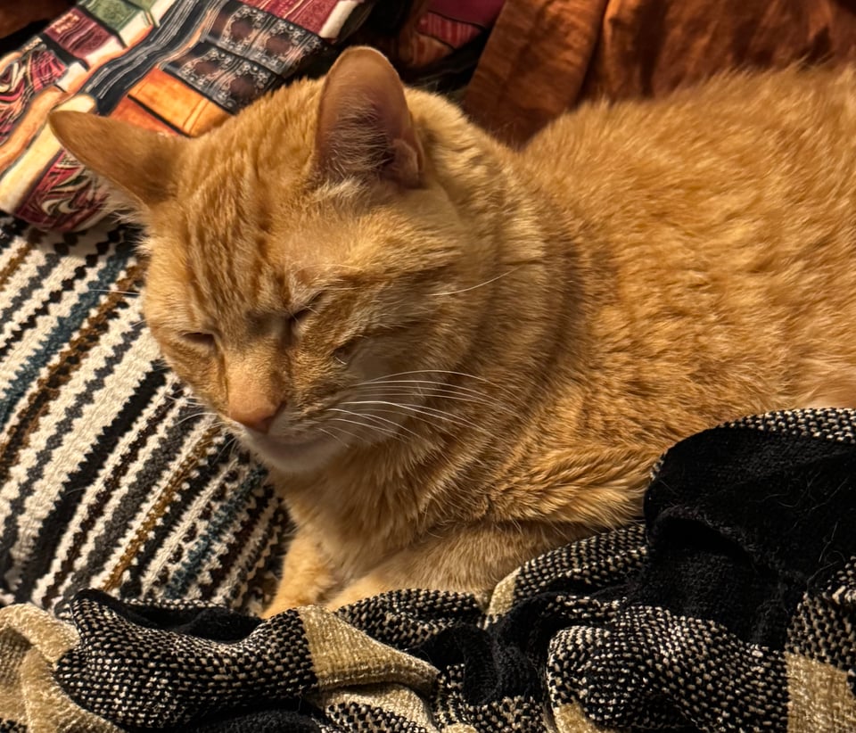 an orange cat with eyes half closed, squinting a little, as if annoyed.