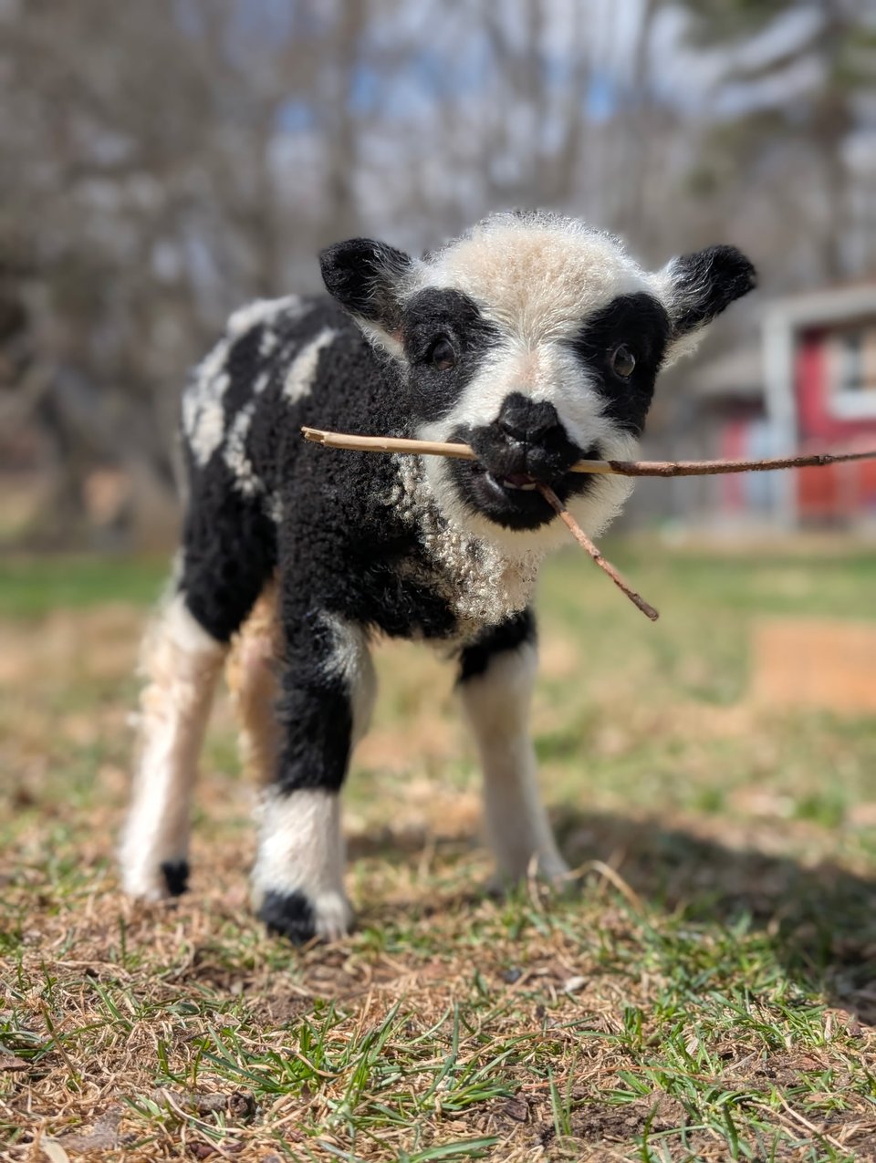 Meet the new family member!