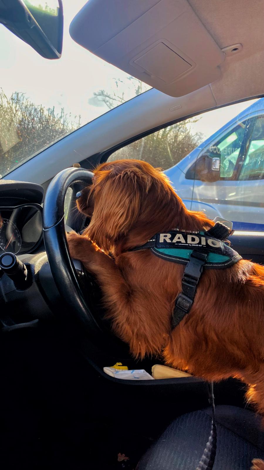 A dog sitting in the driver's seat of a car.