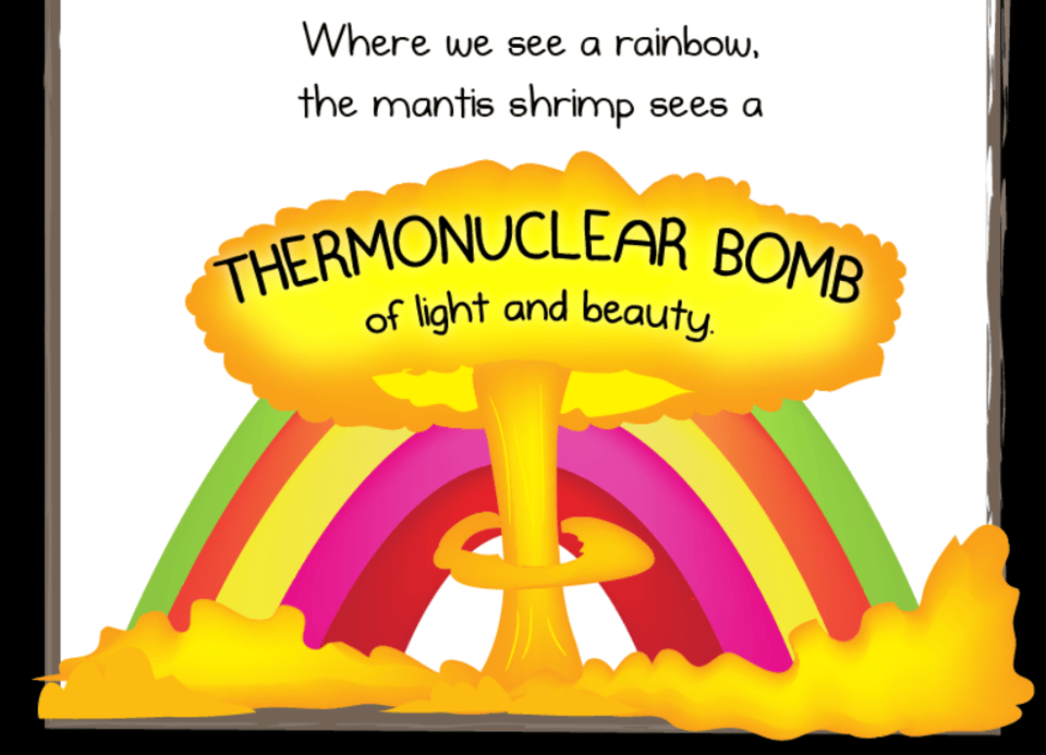 A drawing of a mushroom cloud in front of a rainbow. The text reads, "Where we see a rainbow, the mantis shrimp see a THERMONUCLEAR BOMB of light and beauty."