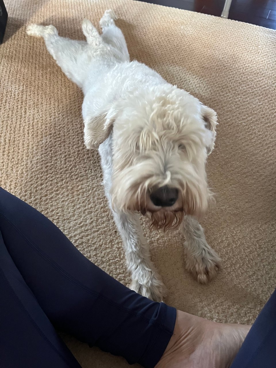 A schauzer lying on a rug, stretched out to full length, with hind legs stuck out behind in their most stretching straight legged manner.