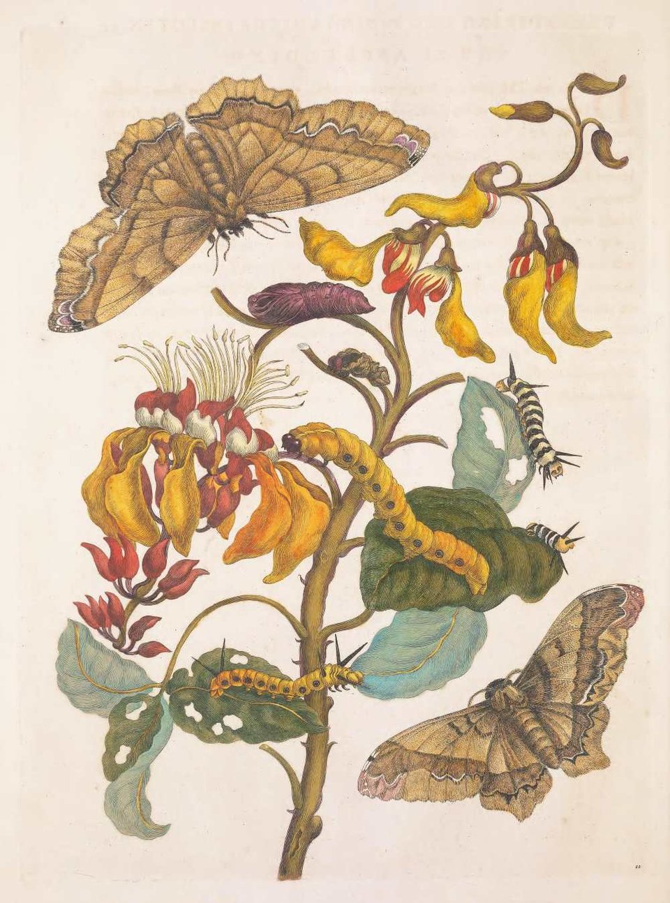a vintage image of butterflies and other insects on a flower stem.