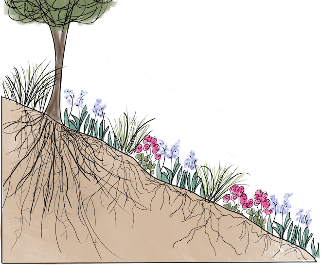 This week: Slowing Erosion and Stormwater Runoff on Slopes 