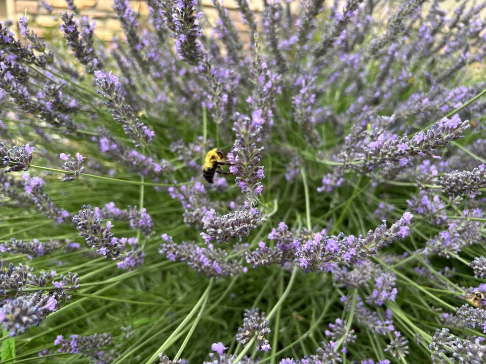 A bee at work in a lavender bush