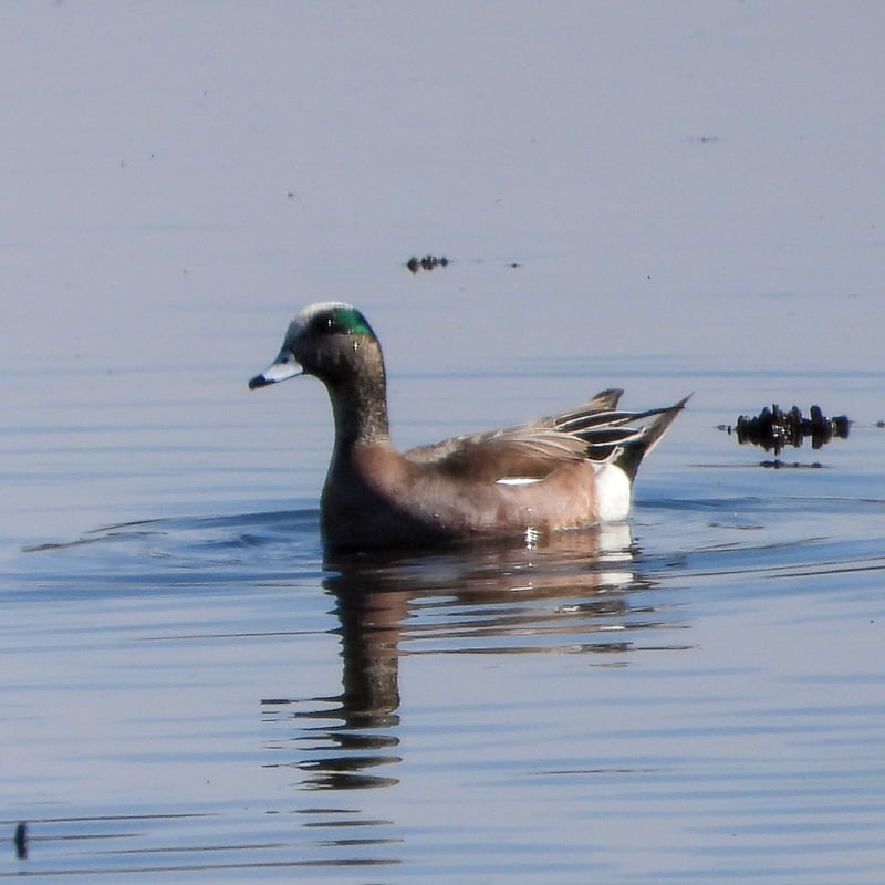 It’s a treat to see an American Wigeon (Mareca americana) on the Sand Point trail beach during migration. These ground nesters feed on plants, seeds, discarded grain and invertebrates. / Photo by Steve Dietz