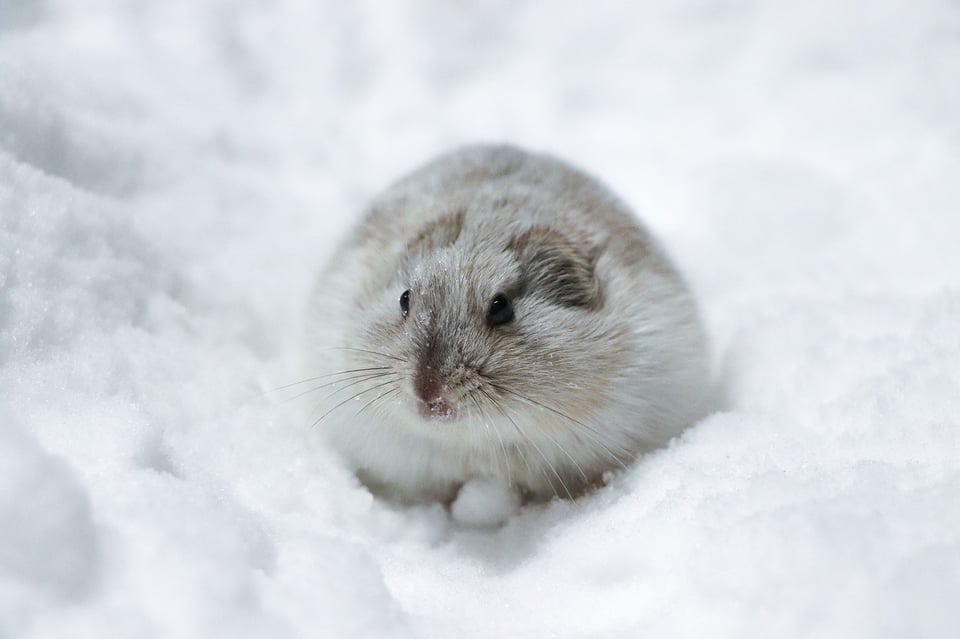 Picture of a lemming in the snow