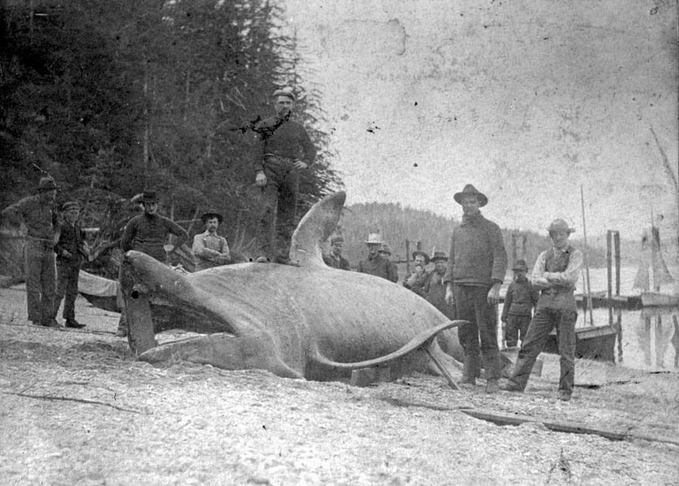 Black and White photo of a group of men on a beach surrounding a shark that is pulled up on the shore. There is a piece of wood in the shark's mouth propping it open