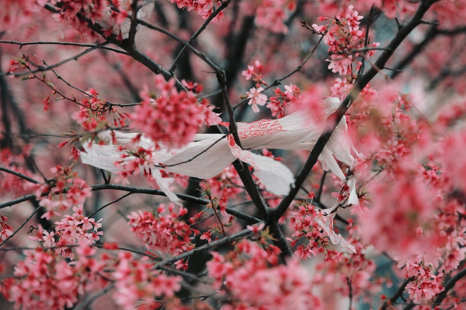 cherry blossoms, feat a classic thank you trash bag
