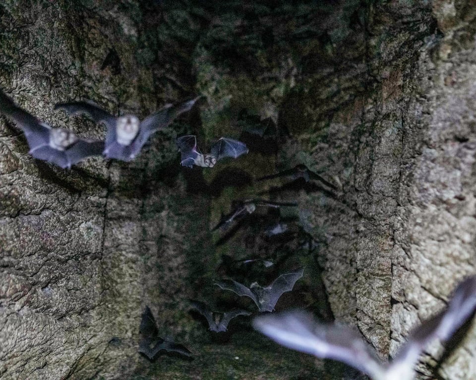 Bats fly out of a cave