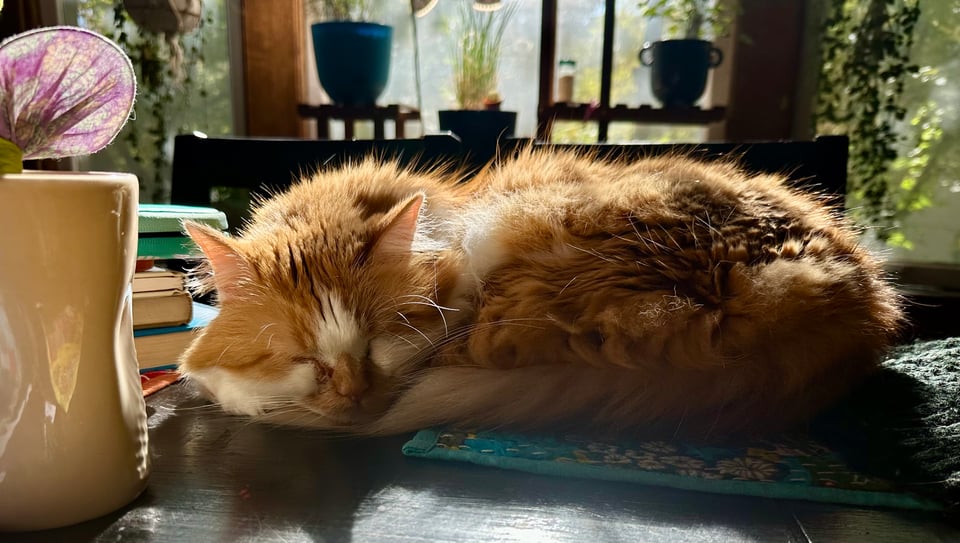 a fluffy orange and white cat napping in the sunlight