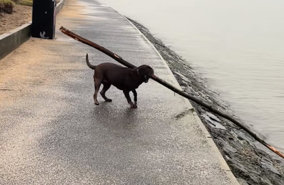 A dog that looks like a Lab near a body of water is pulling out a stick that is so large, you cannot even see one end of it. The stick is at least 4 time the length of the dog's body.