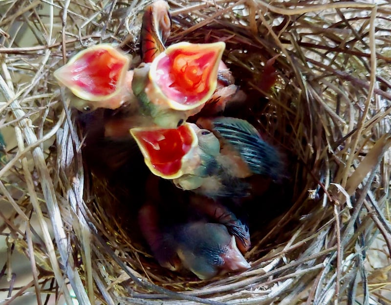 It’s spring! And so, Frontenac State Park bluebird houses will soon be manic nurseries. Both parents run themselves ragged delivering spiders, caterpillars, grasshoppers, beetles and sometimes berries to their ravenous nestlings. Mom and Pop also constantly remove poop to keep the nest relatively clean. Wow. Like human babies’ parents, they probably don’t get much sleep. / Photo by Pamela Miller