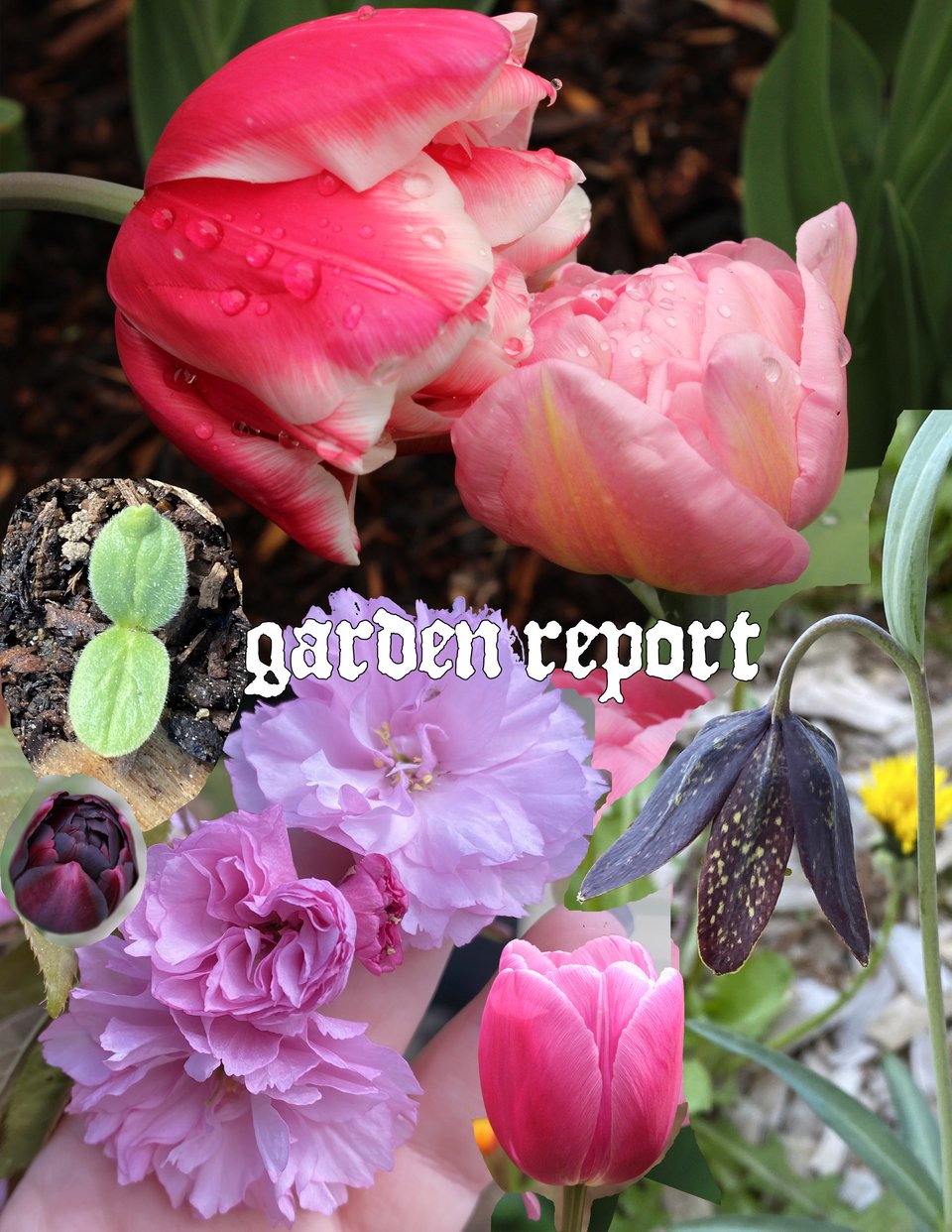 garden report photo collage.