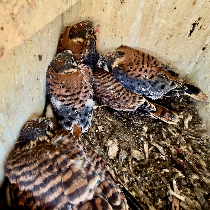 By June 19, the chicks were at least 25 days old. The three with blue-ish wings are males and the two with brown wings are females. You can also distinguish the different tail barring in the top right two nestlings. Kestrels will typically depart from the nest between 28 and 31 days old, so after this visit, I stayed at a distance from the nest box.