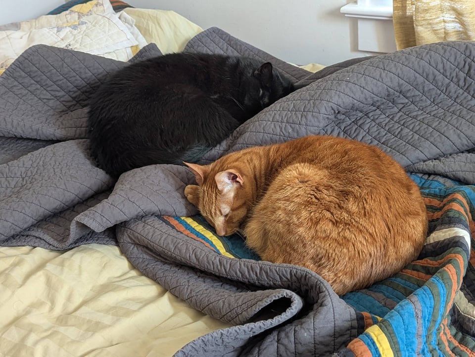 a black cat and an orange tabby curled in opposite directions on a heaped pile of blankets