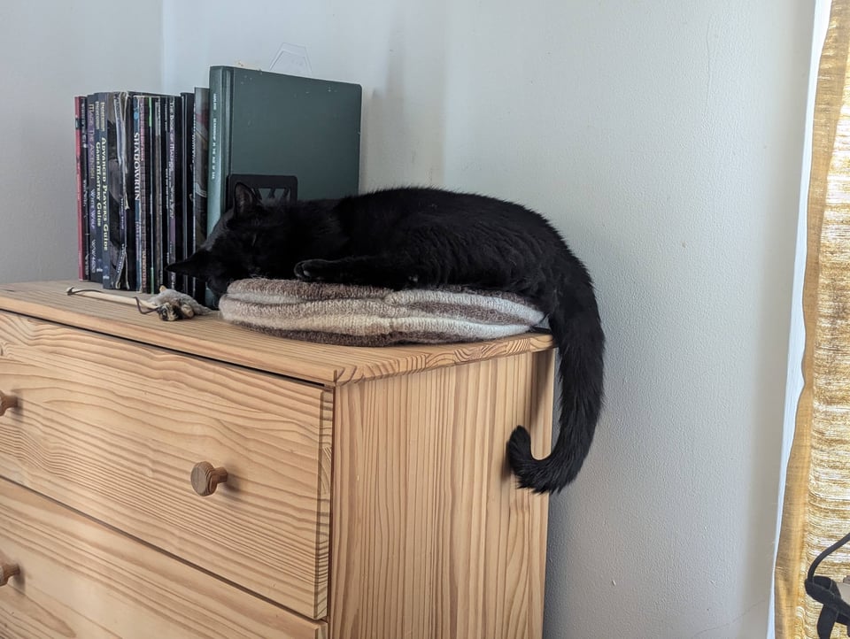 A black cat lying on a felted bed on top of a dresser, his hanging tail curled at the tip