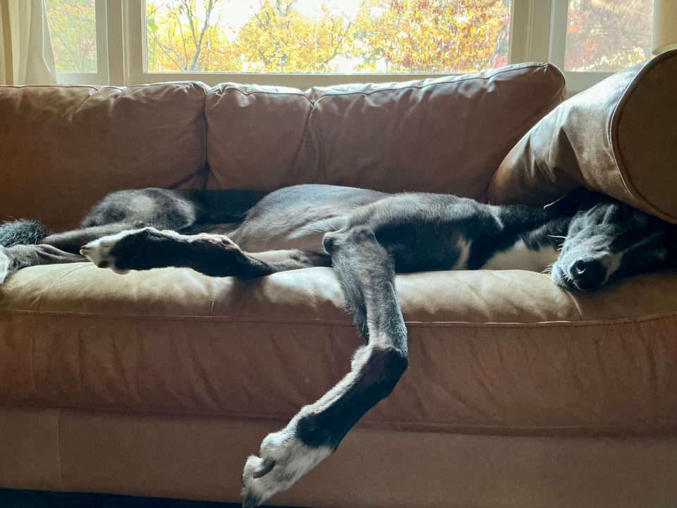 Photo of a b/w greyhound lying on a light brown leather sofa, with his head wedged under a bolster