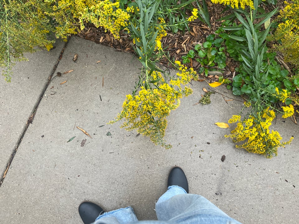 black boots and light jeans against the sidewalk, with yellow flowers falling over into view