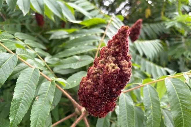 Red Staghorn Sumac fruit