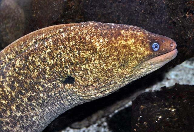 a brown and yellow mottled eel with a blue eye