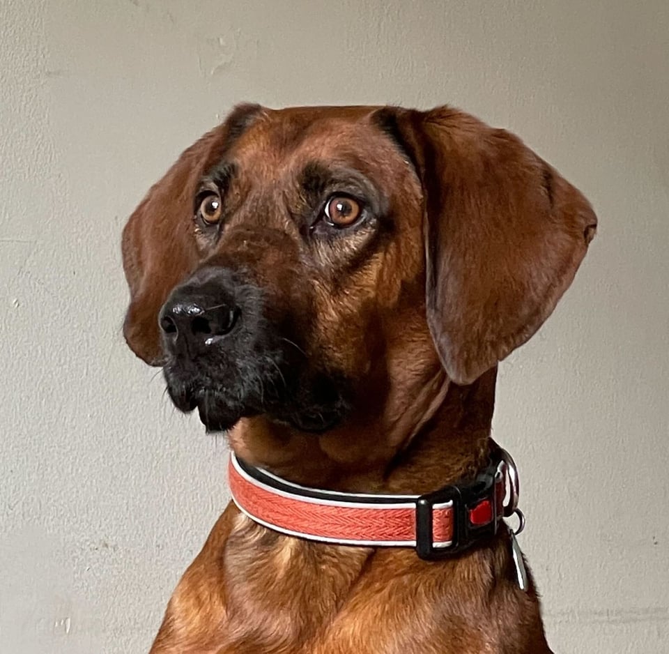 Sammi, a dark brown short-haired hound mix dog with a long snout, long floppy ears and golden-brown eyes is looking intently to the photographer's left.