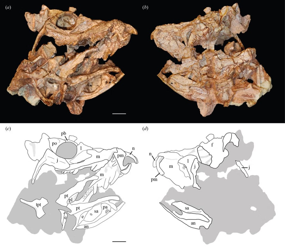 Photos of the skull of Eosphorosuchus on top, showing top and bottom views, and line drawings below of the same.