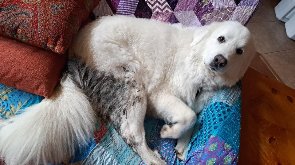 Summer news, book reviews, and happy dogs