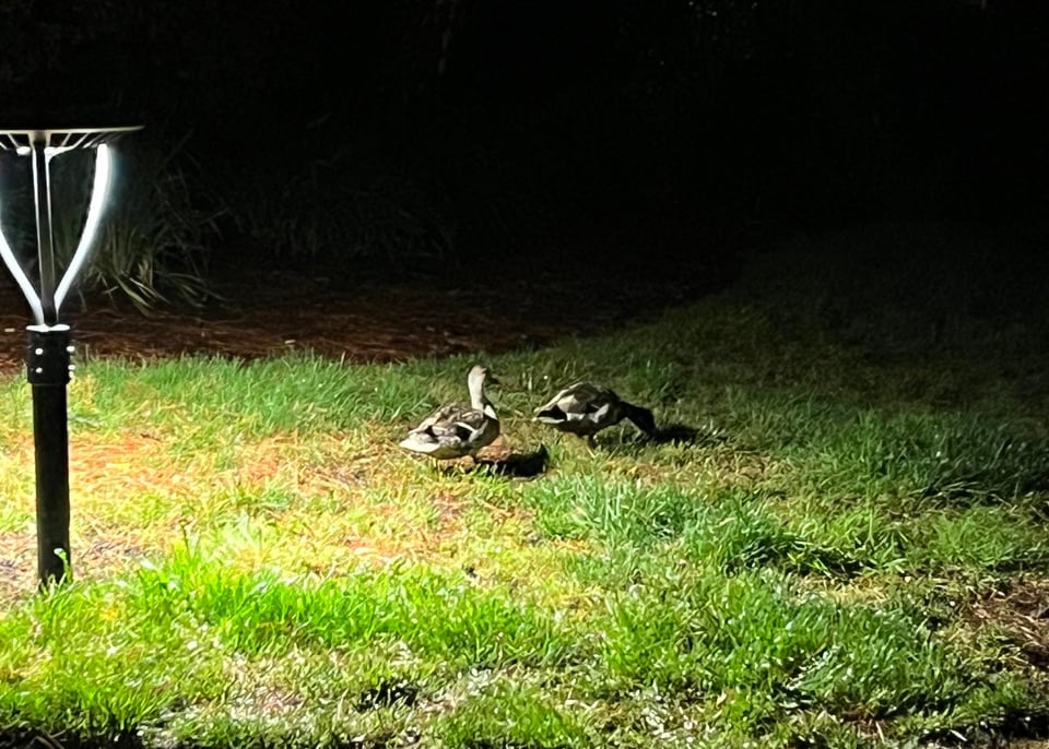 a pair of mallard ducks on grass at night with a bright artificial light on the left side