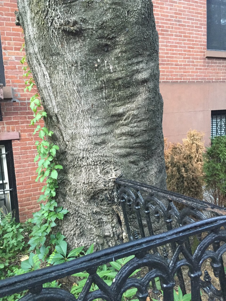 tree trunk growing through wrought iron fence in Brooklyn 