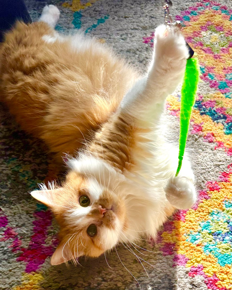 A fluffy orange and white kitty playing with a neon green toy, a vacant expression in his eyes