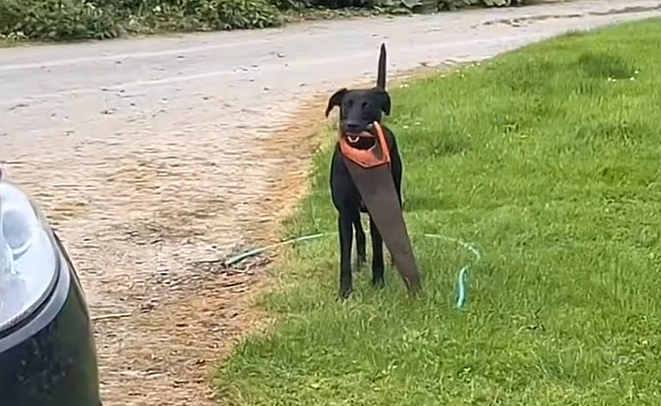 A black dog that looks like a Lab or a mutt stands in a yard holding a saw by its handle. It's a screenshot from a tiktok.