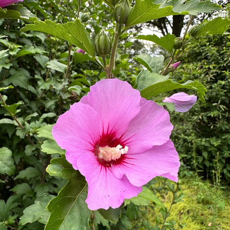 photo of hibiscus in bloom, pink leaves, red near the center, white stem with flaky pollen